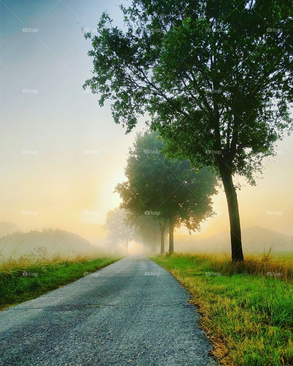Rural misty morning road