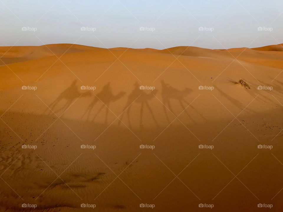 Desert trek