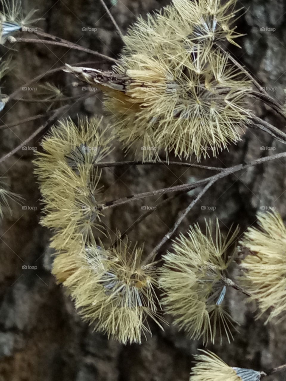 flower become seeds...