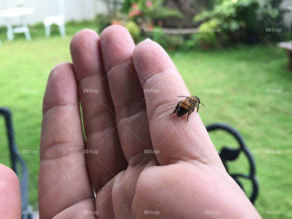 Direct contact with honey bee 
