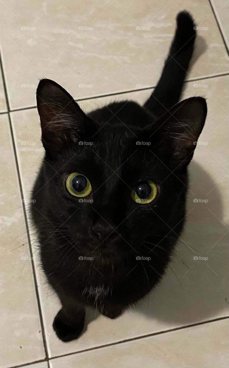 Black cat is looking at you