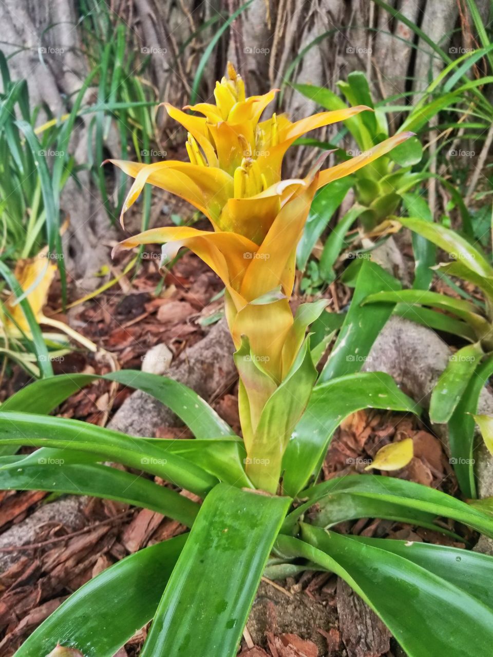 Beautiful yellow tropical flower