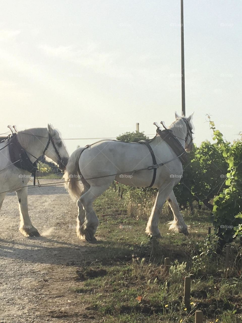 Two horses working together in vineyard 