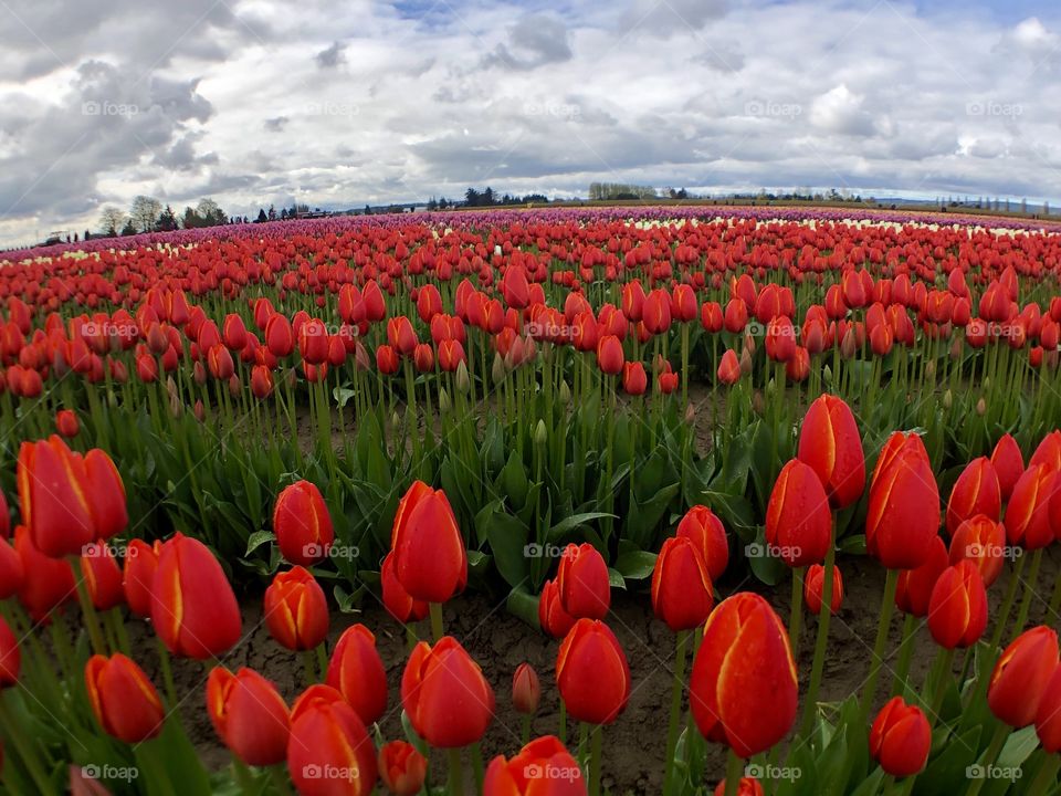 Foap Mission Color Love! Glorious Red Tulips in The Washington State’s Skagit Valley 