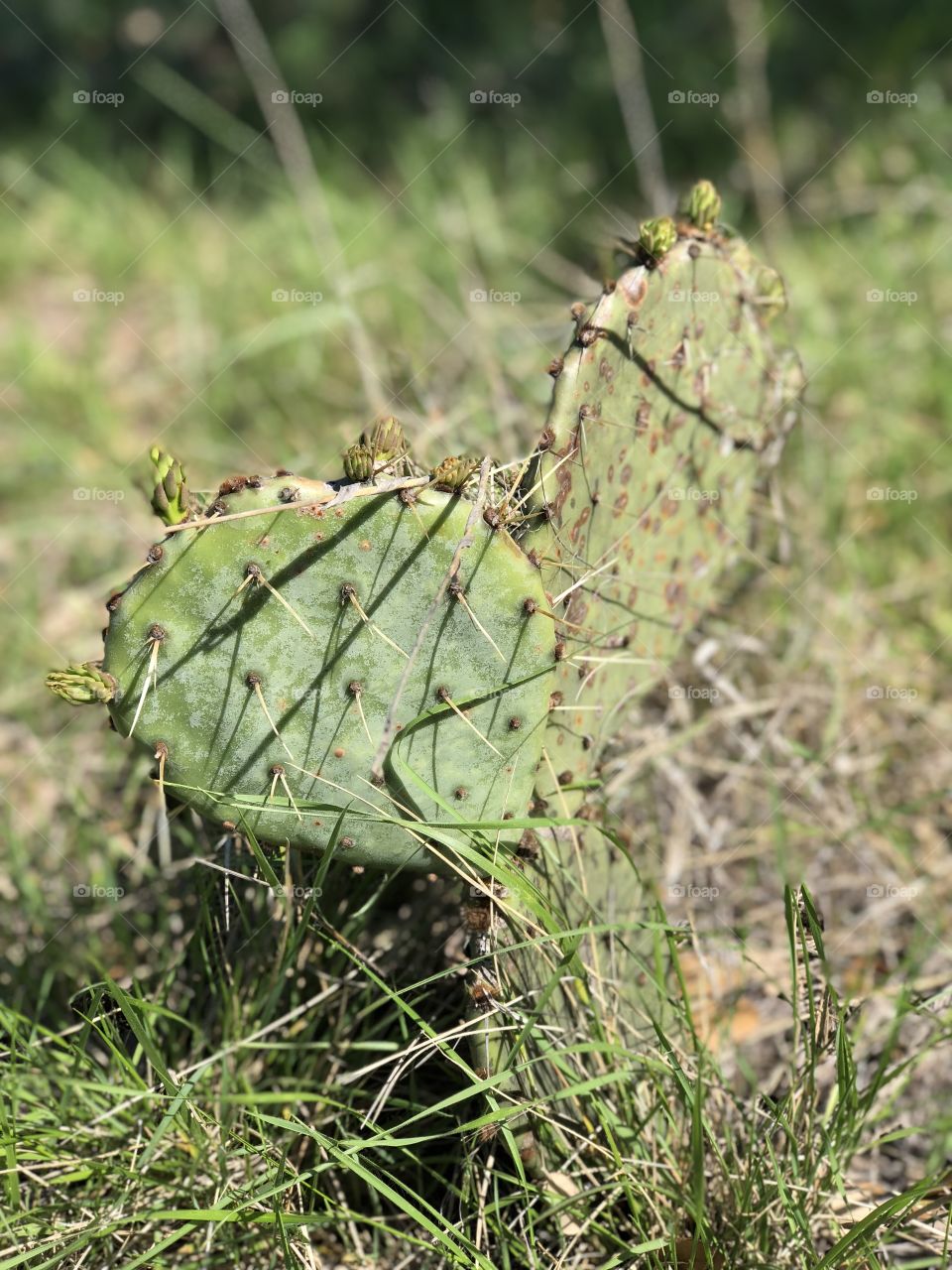 Heart of Cactus