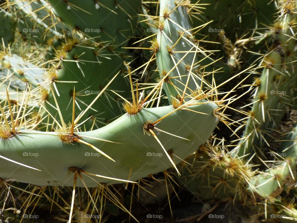 Prickly Pear. Prickly Pear Cactus 