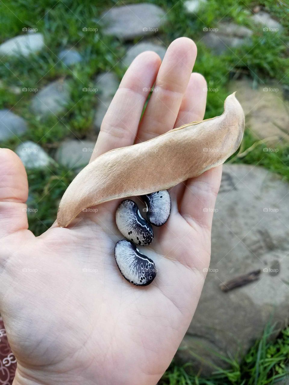Three beans out of the pod. Lima season.
