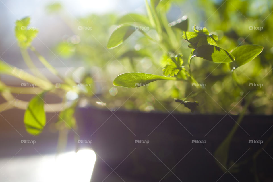 Leaf, Growth, Flora, Nature, Garden