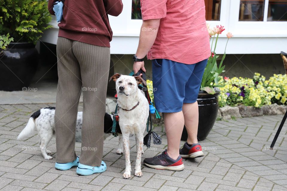 This dog looks bored