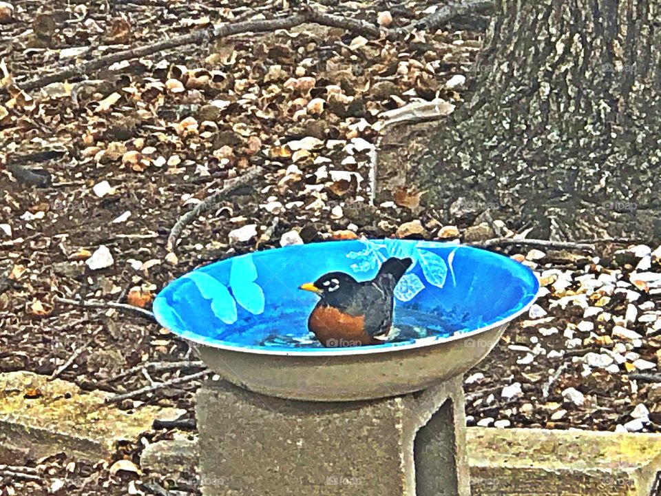 Robin bathing