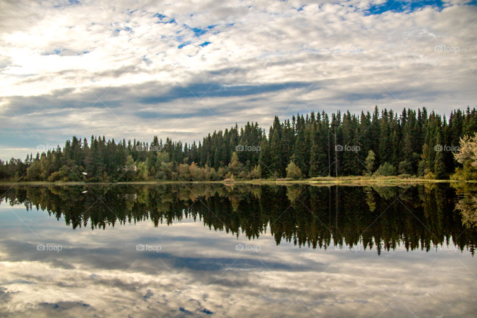 Forest and trees reflected on lake