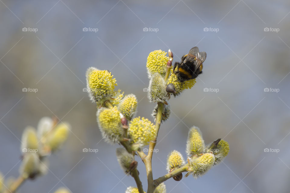 Bumblebee pollen nectar willow twigs .
Humla nektar vide knoppar 