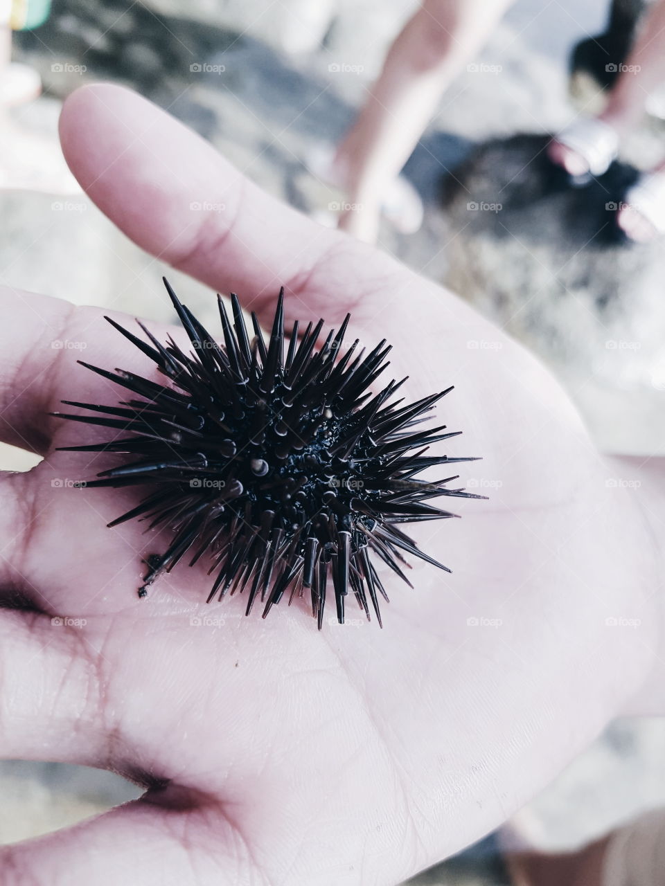Sea Creatures • Urchin