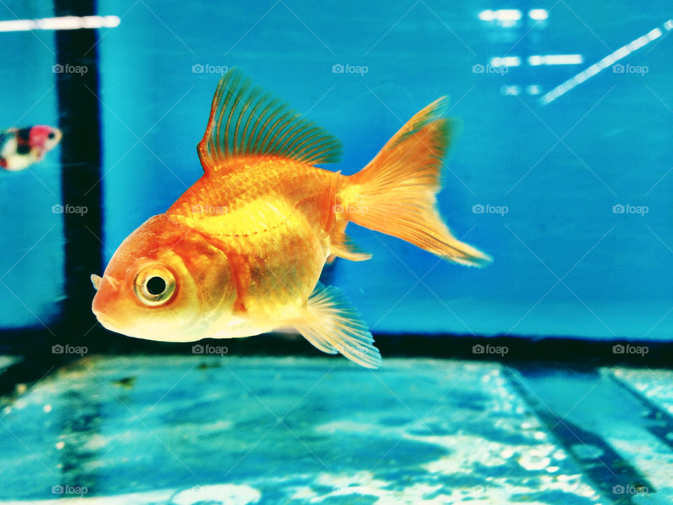 Single gold fish in water
