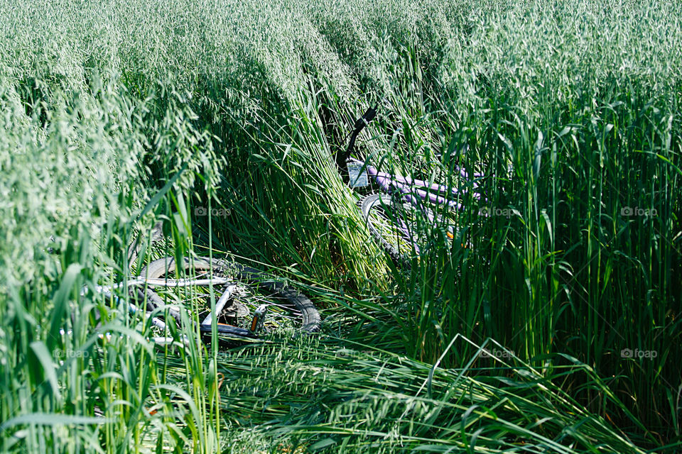 Bicycles in the oats field 