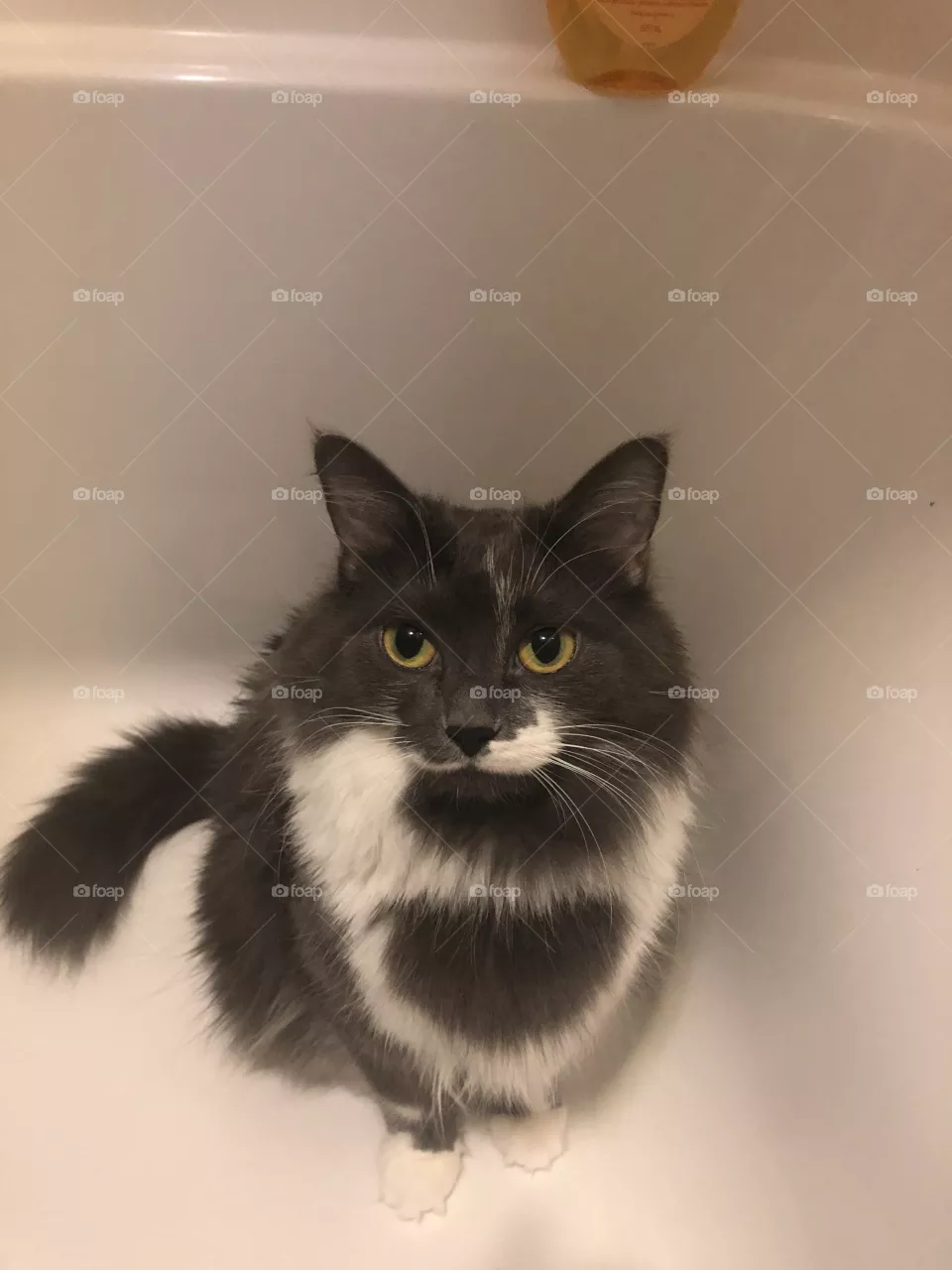 Cat in the bath