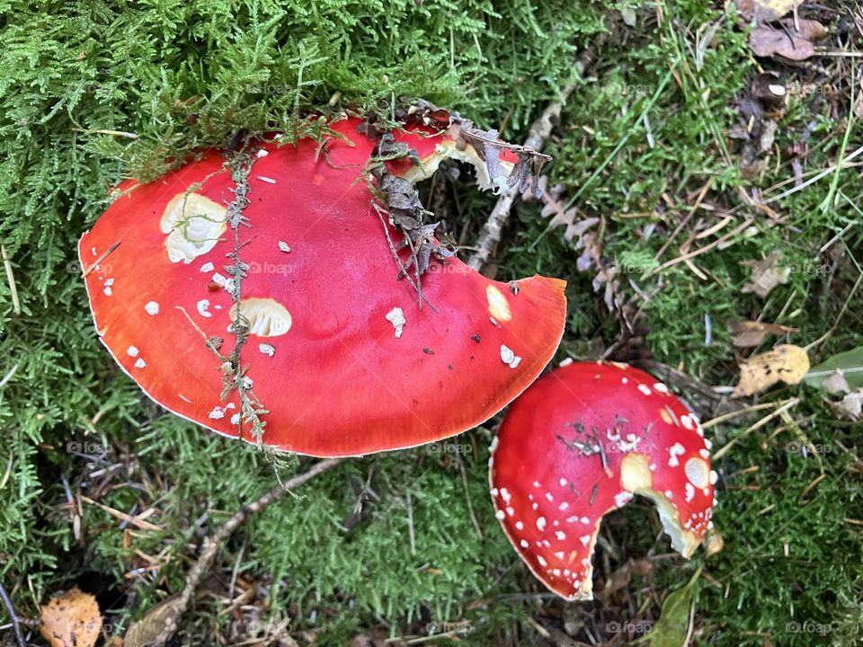 Tatty looking magic toadstools… I wonder who nibbled or broke them ? 🍄