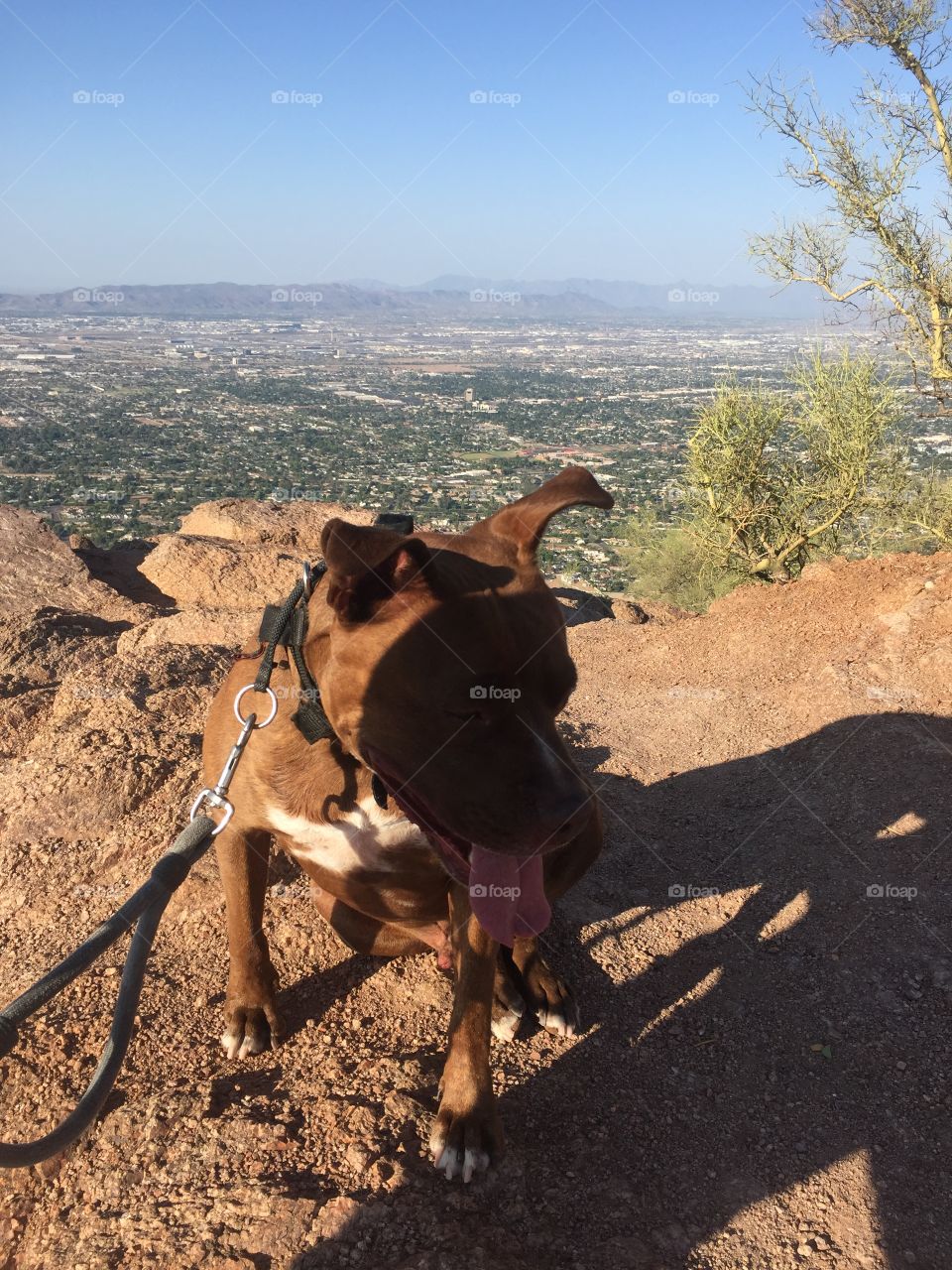 Almost to the top of camelback with Maximus
