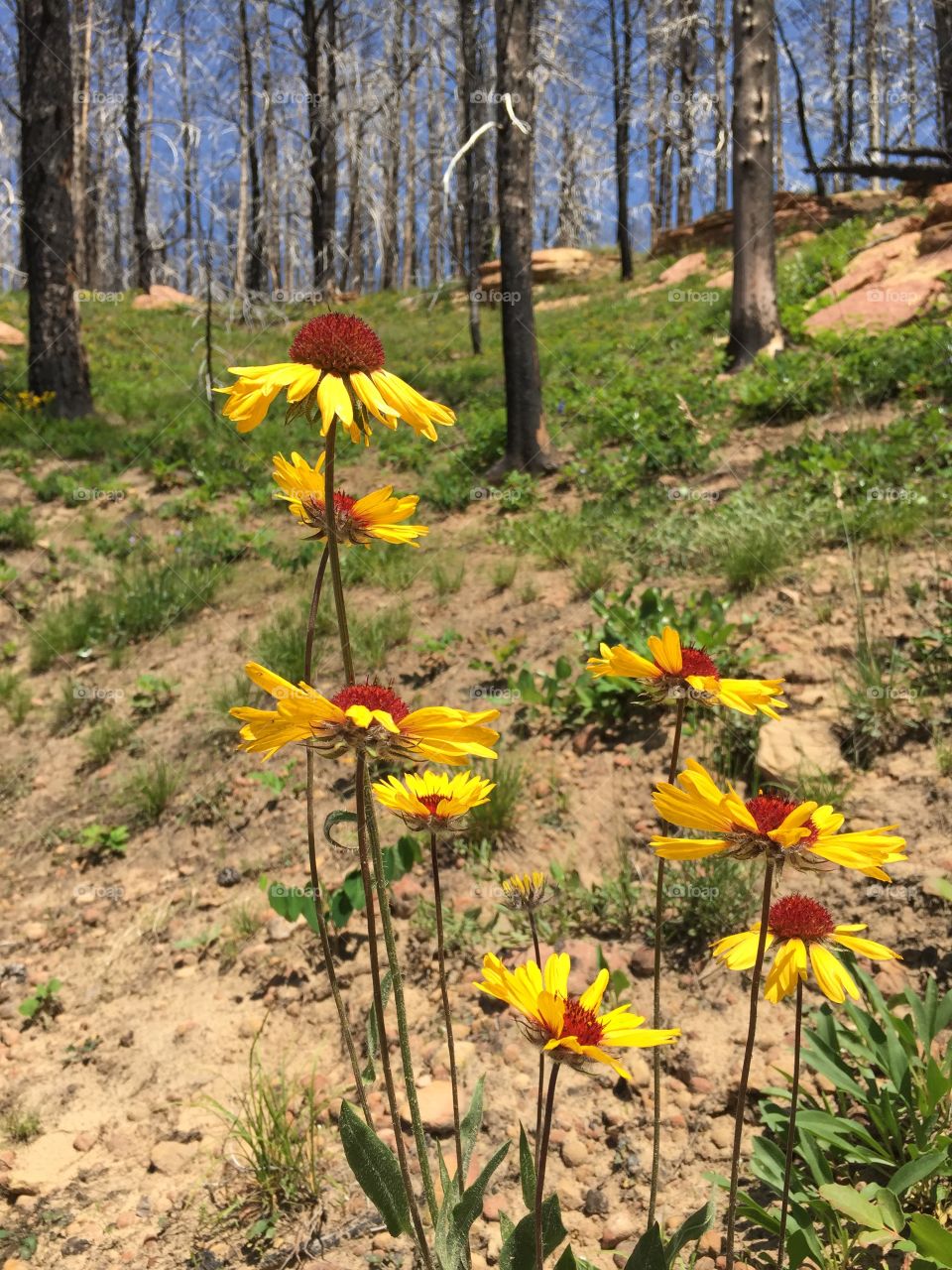 Yellow Wildflowers . Yellow Wildflowers in full bloom 