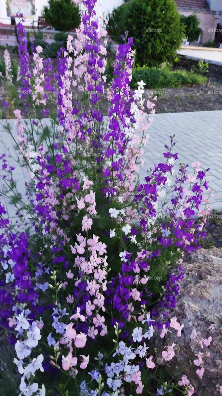 beautiful summer flowers