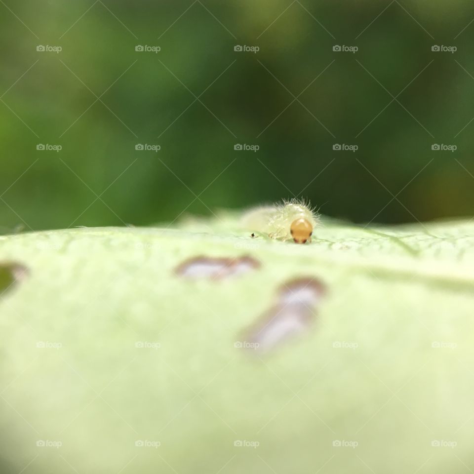 Tiny caterpillar eating rose leaf