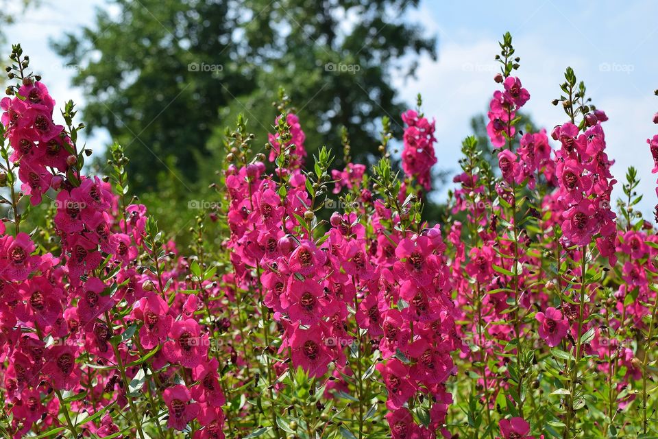 Pink flowers in a field