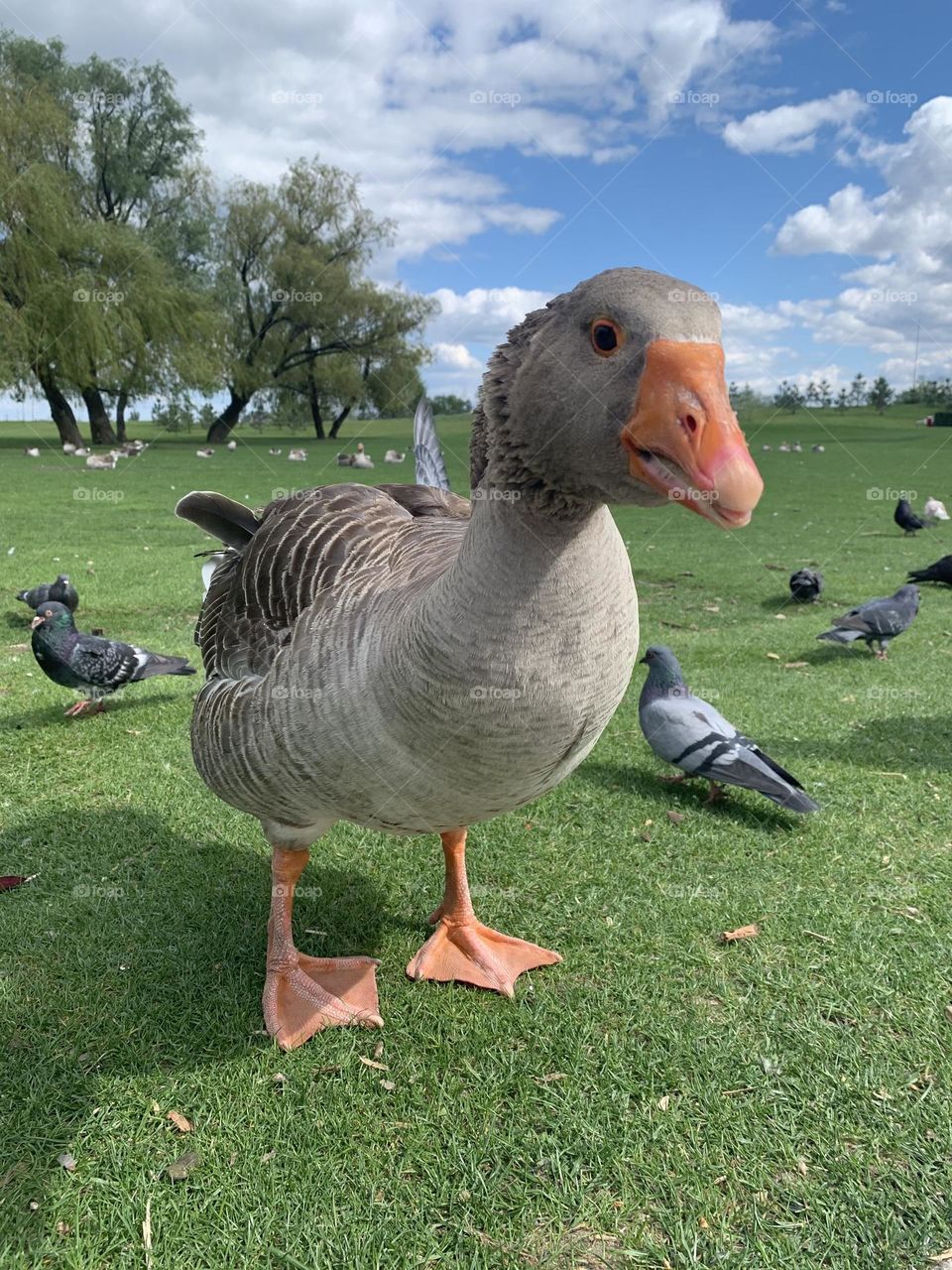 A goose