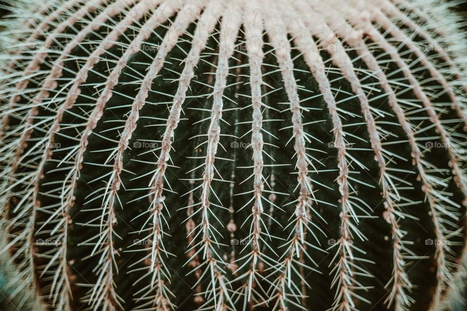 Desert Cactus Thorns