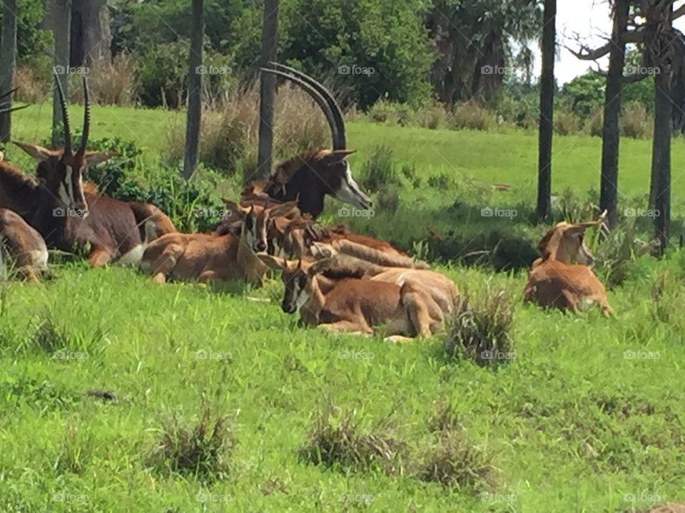 Lounging antelope 