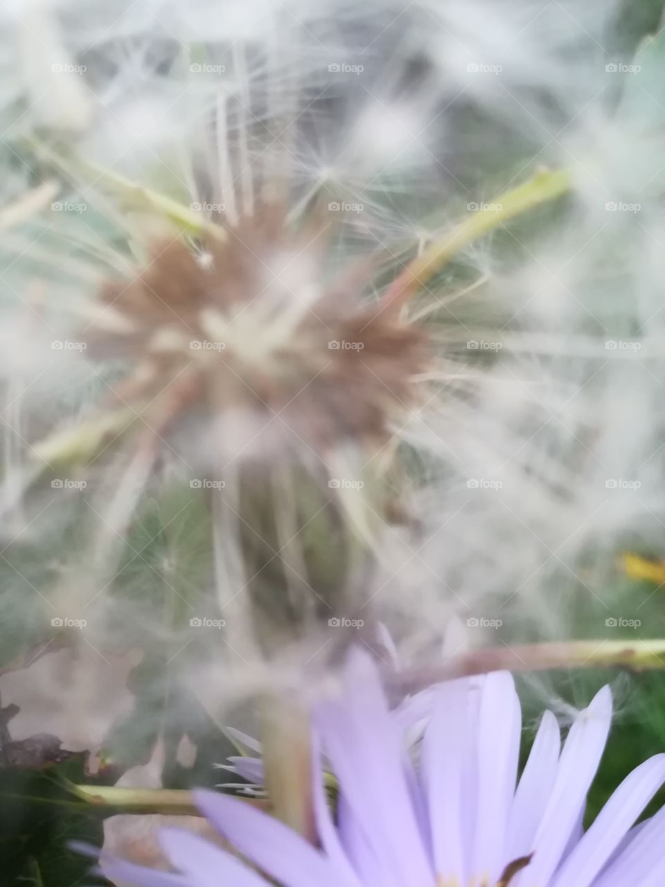 Autumn dandelion