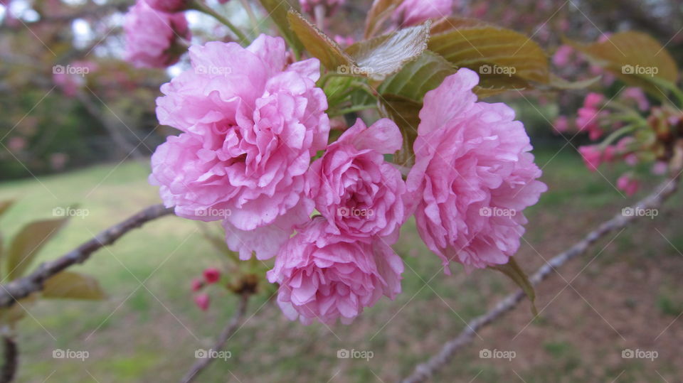 Close-up of pink flowers