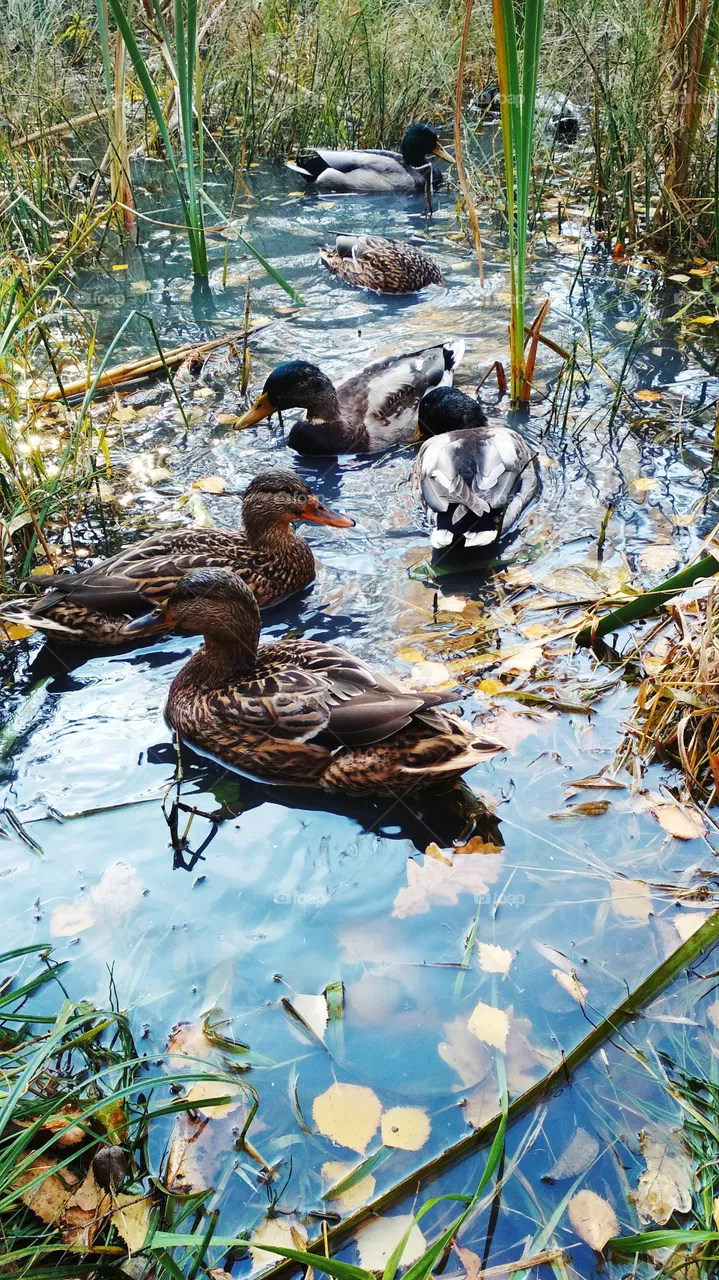 Ducks