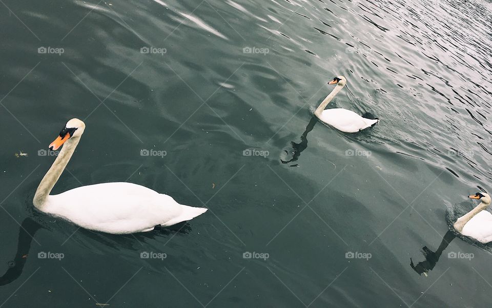 Swans 