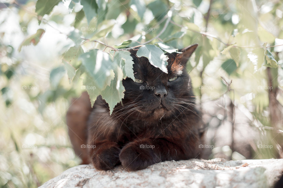 Black cat under birch brunch outdoor portrait at spring sunny day