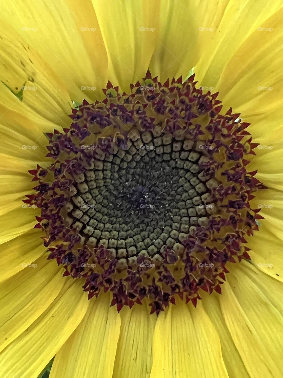 Closeup of a sunflower 