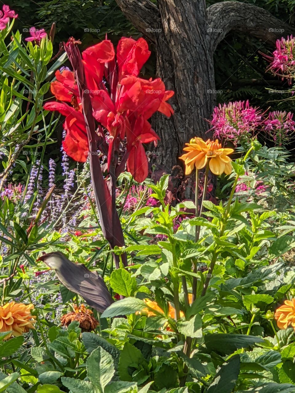 Flower garden