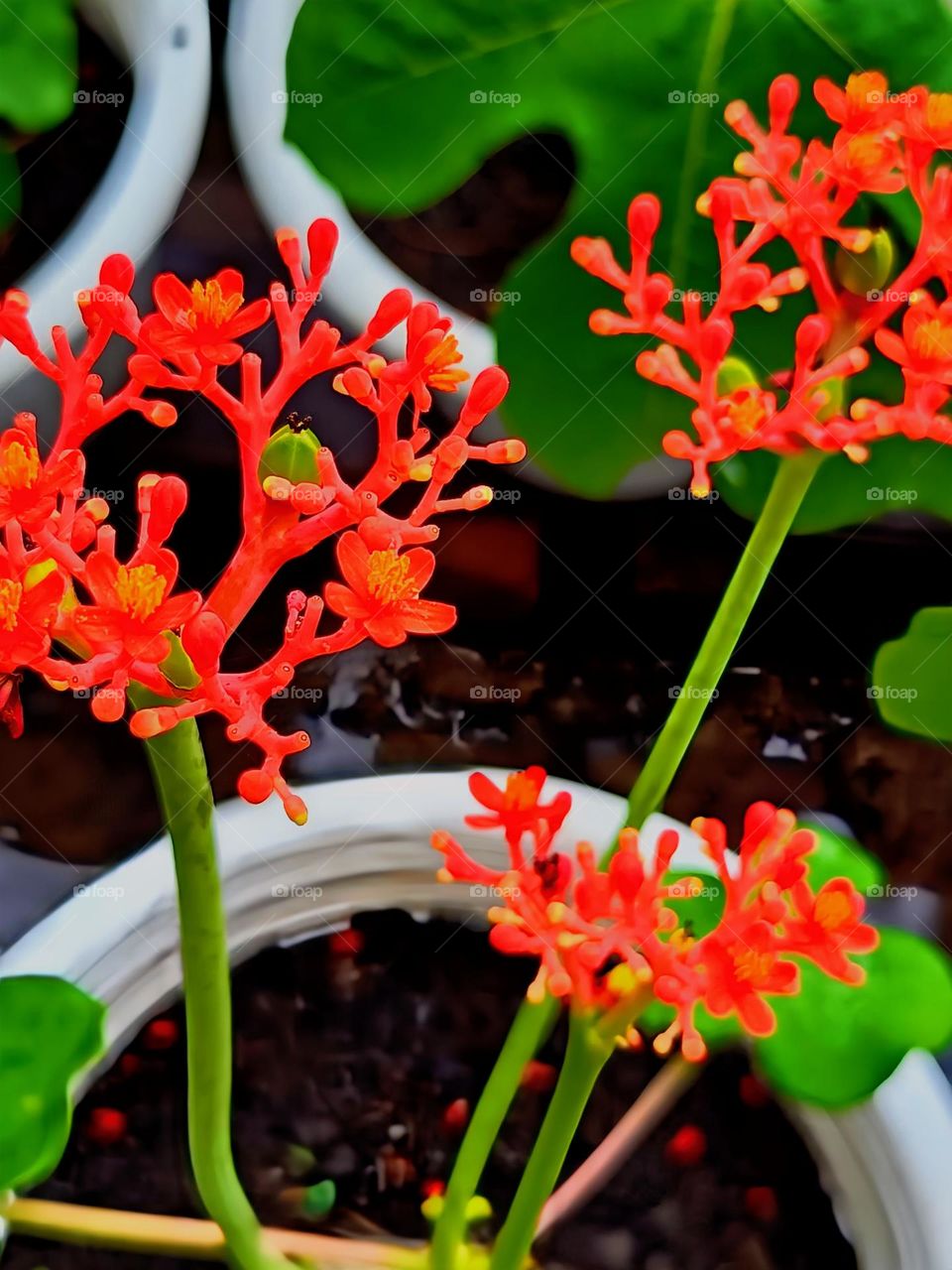 Close view of Jatropha Podagrica.