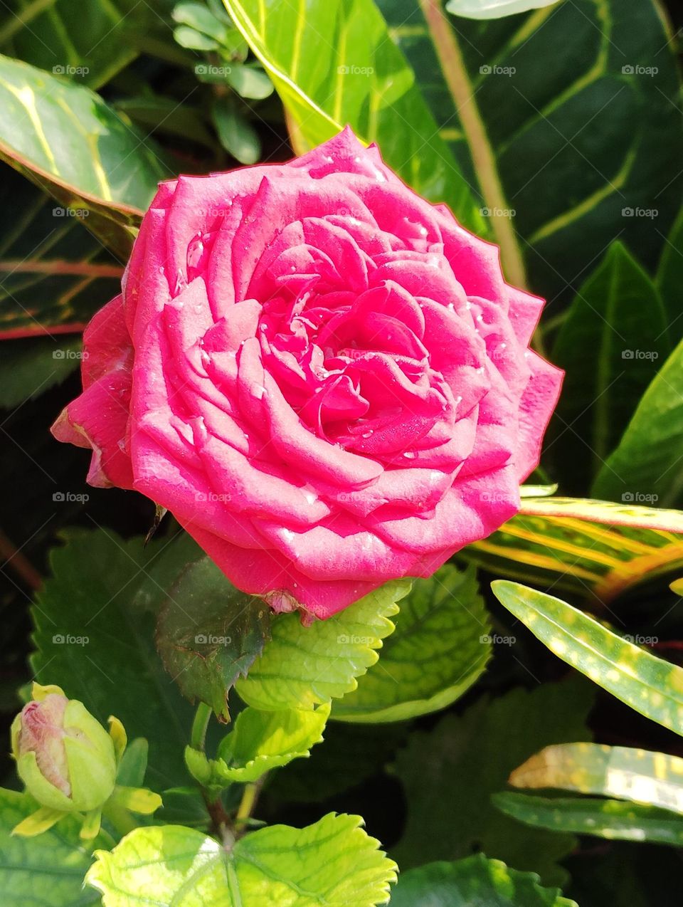 rose pink flower seasonal fresh shurb small size looks very beautiful generally found everywhere