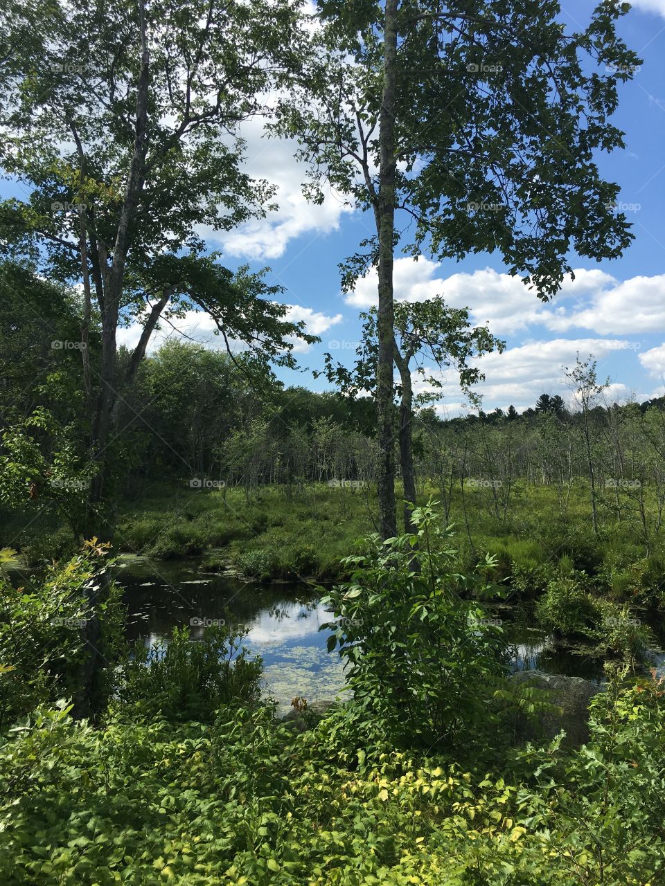Cloudscape Reflection