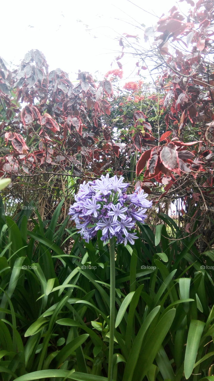 single lavender colored lily