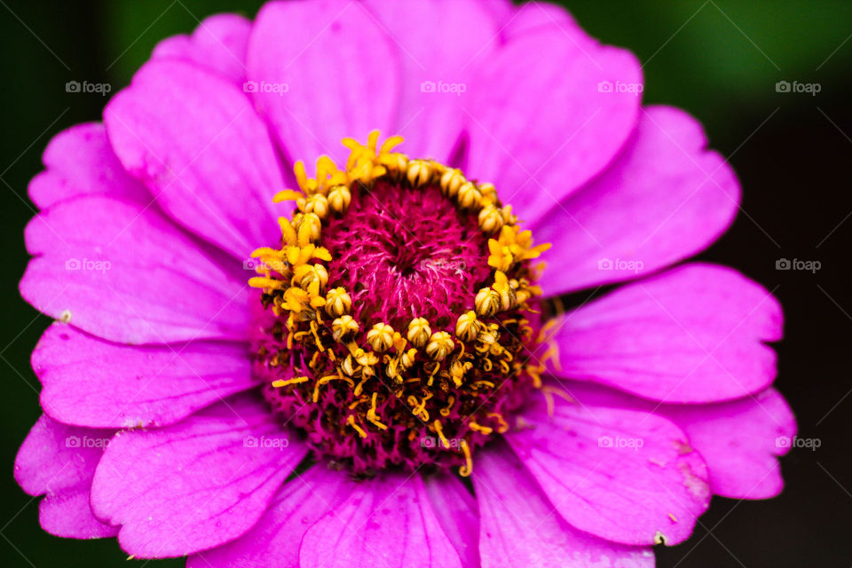 Close-up of purple flower bloom