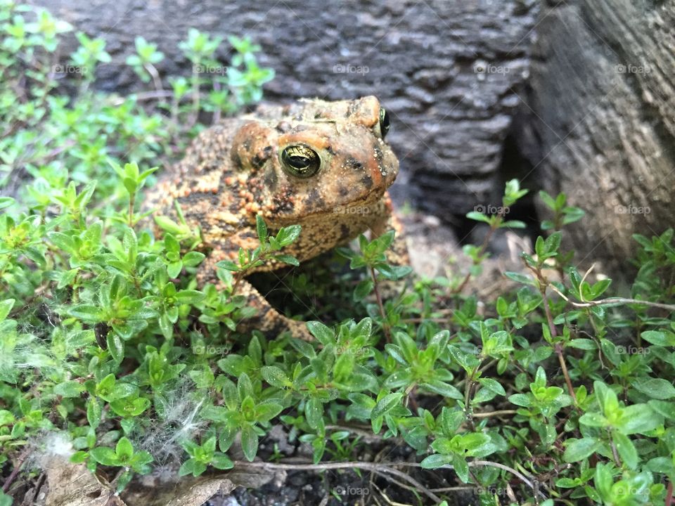 Toad in the garden