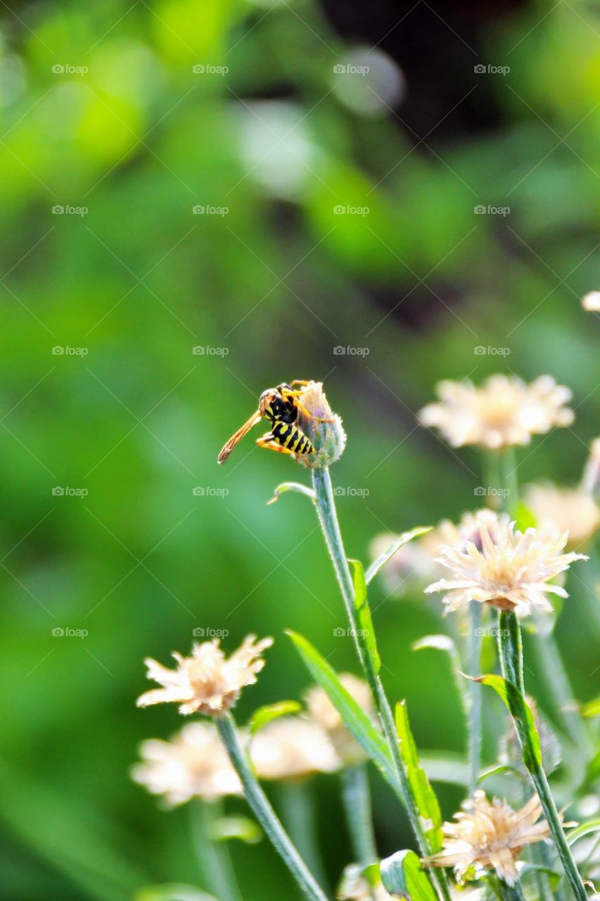 Bee