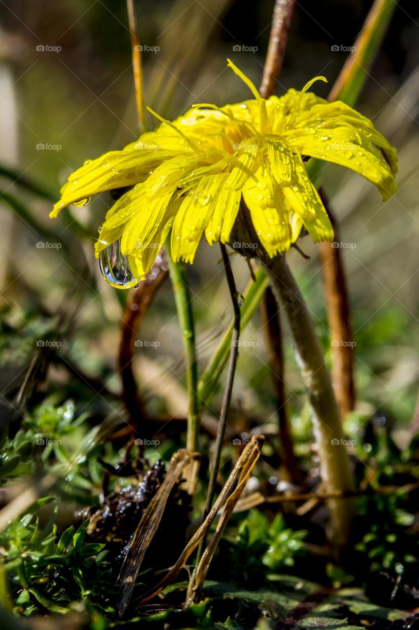 Dandelion in raindrops