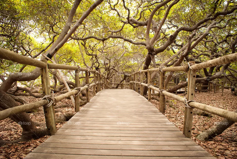 Path