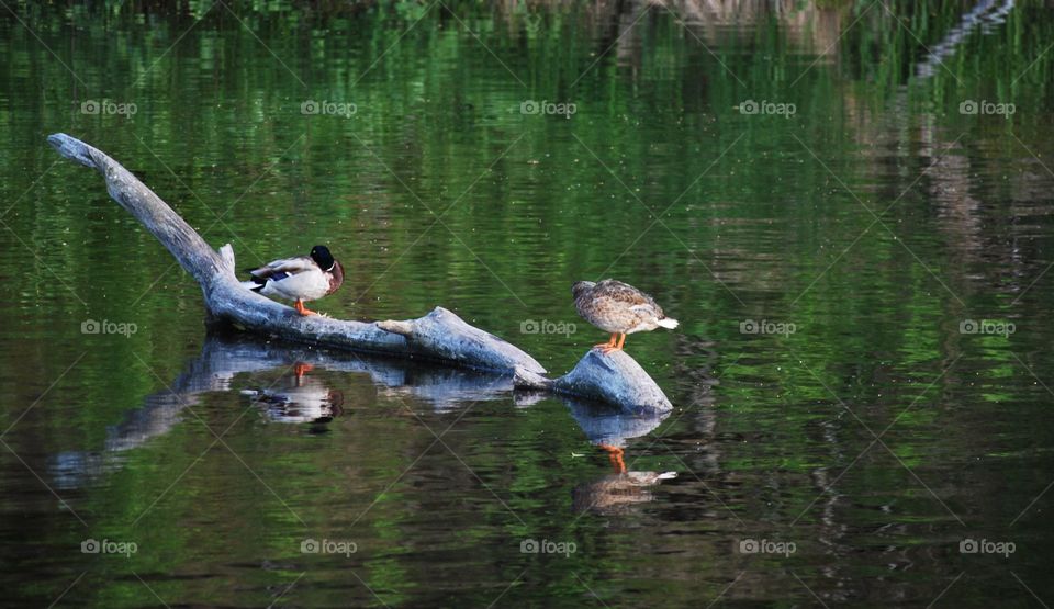 Birds on a log