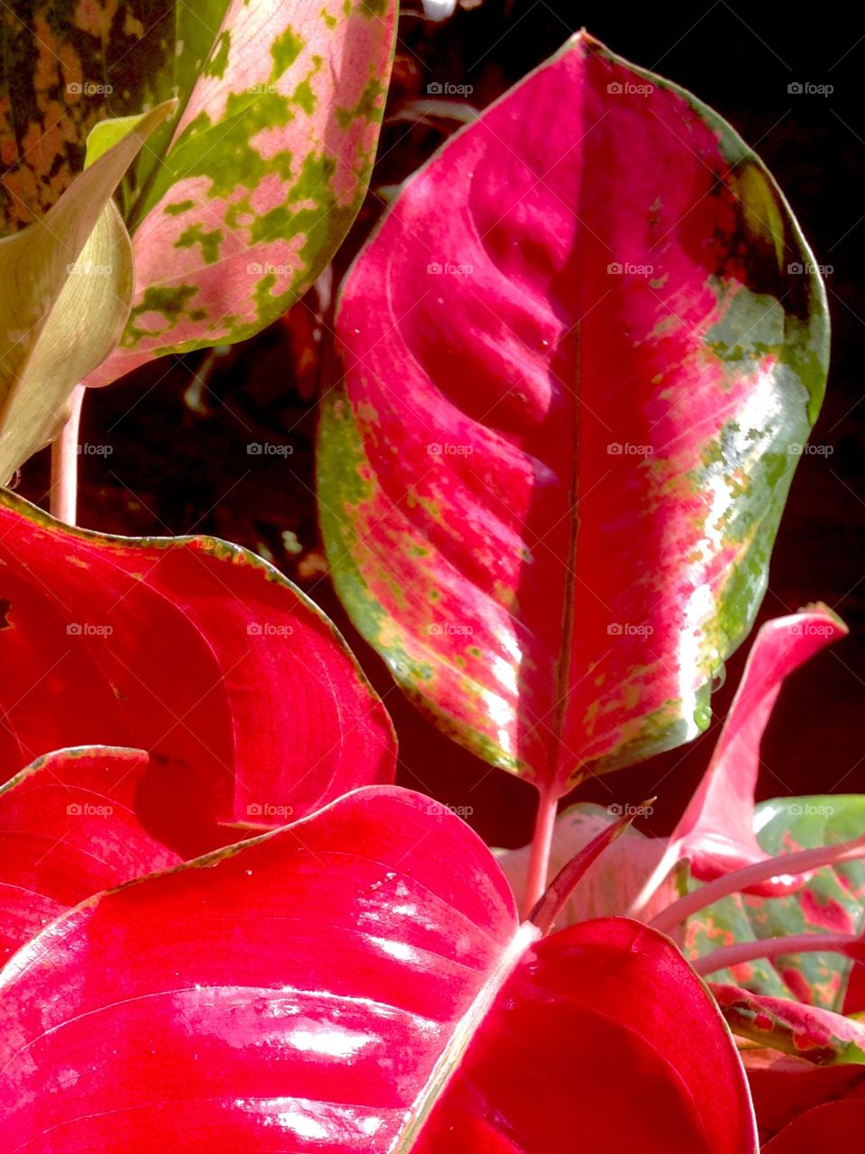 Green go and red stop!!!