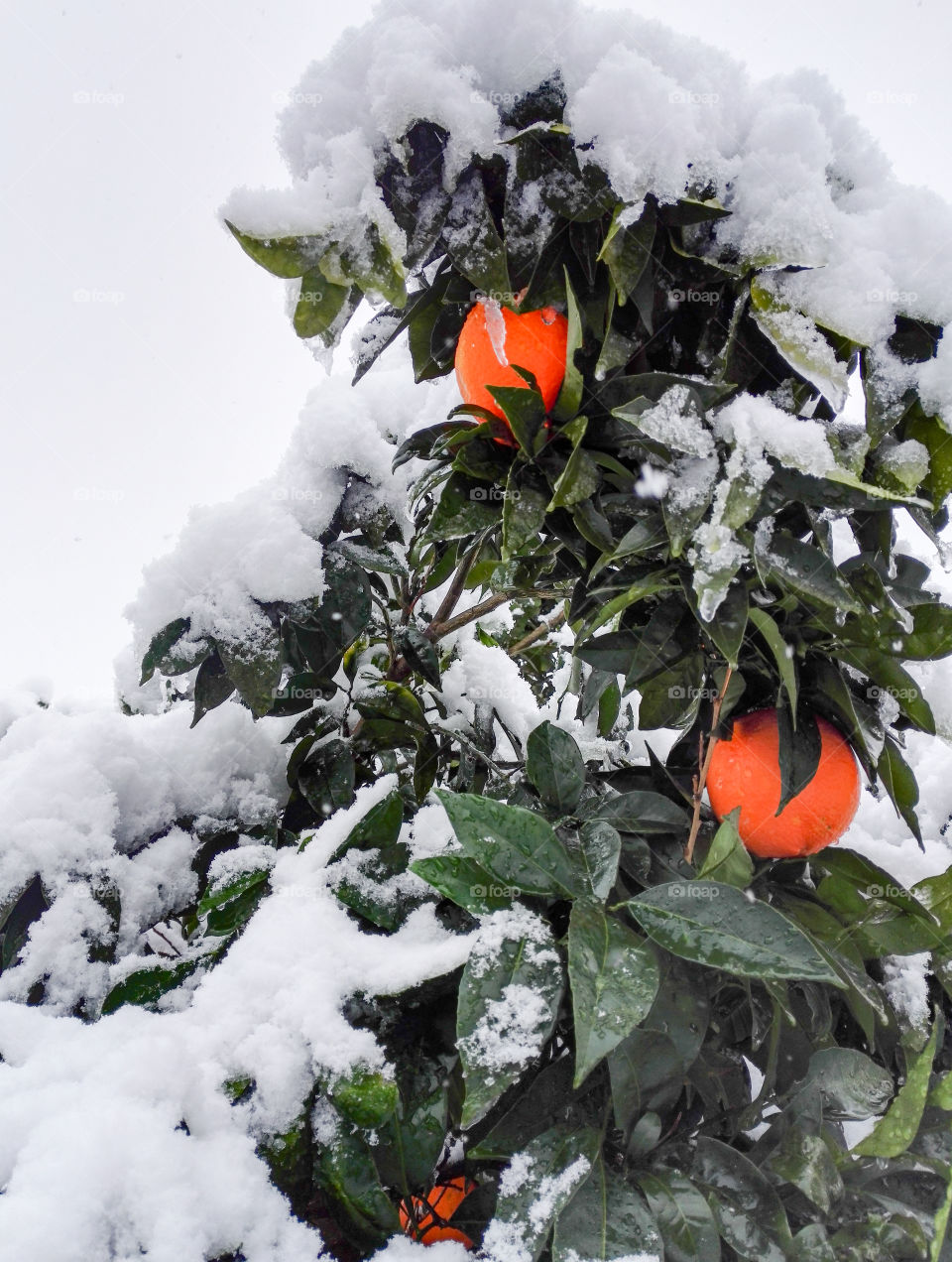 snow on orange tree