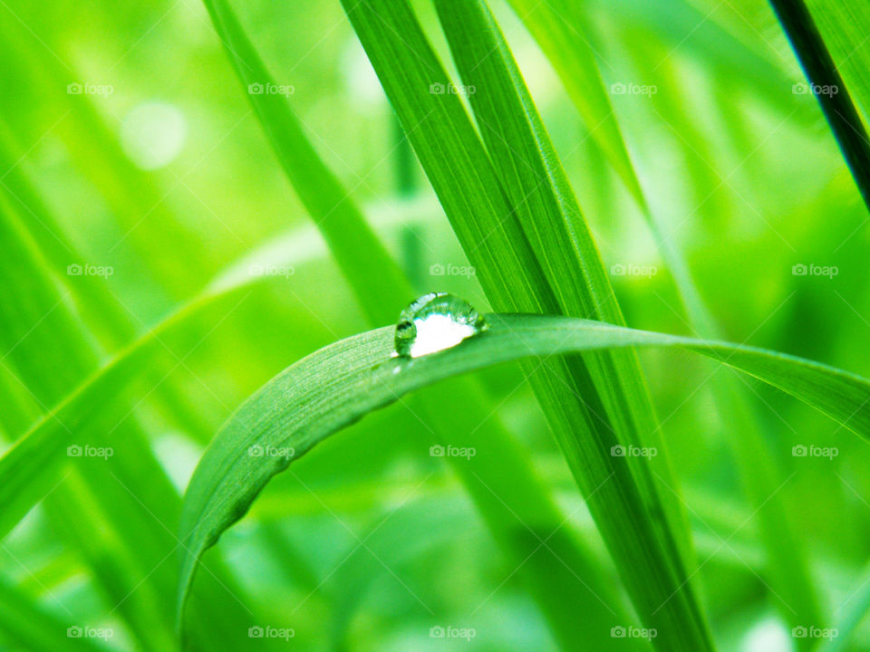 dew on the grass