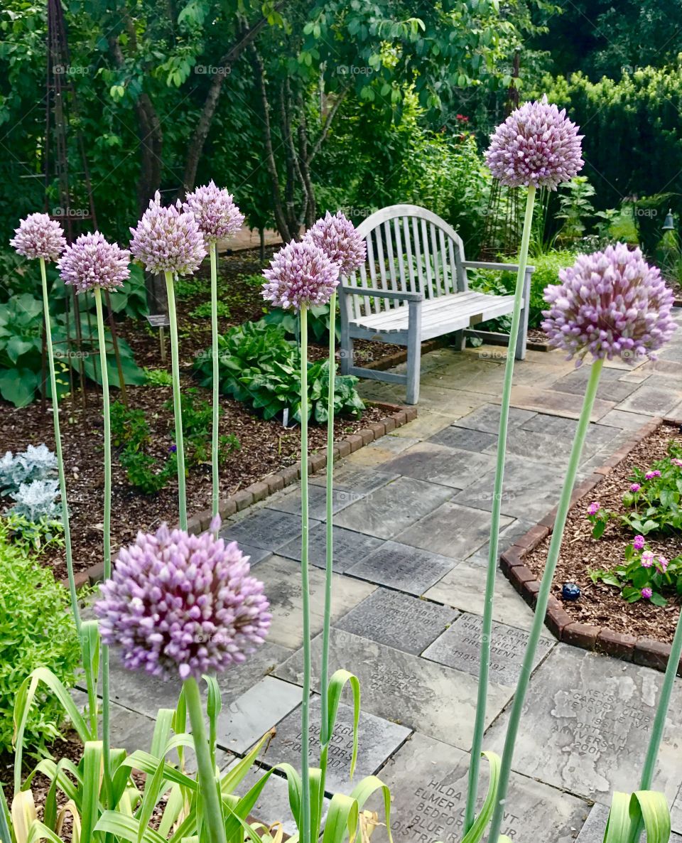 Bench Behind Flowers